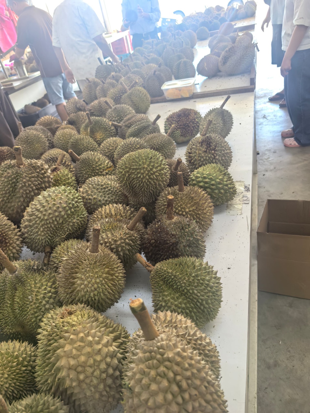 Durian Festival 2025